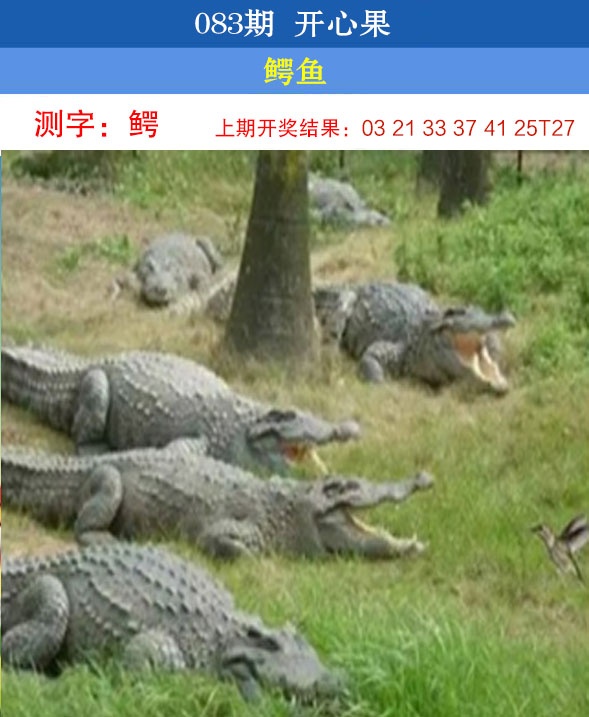 083期开心果[图]